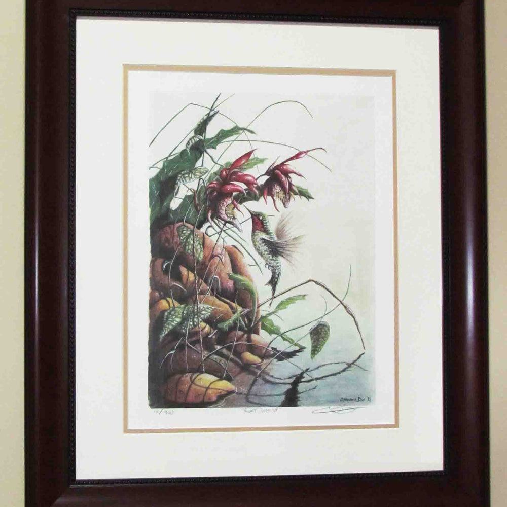 
                      
                        Framed Ruby Whisp watercolour painting by artist Carm Dix
                      
                    