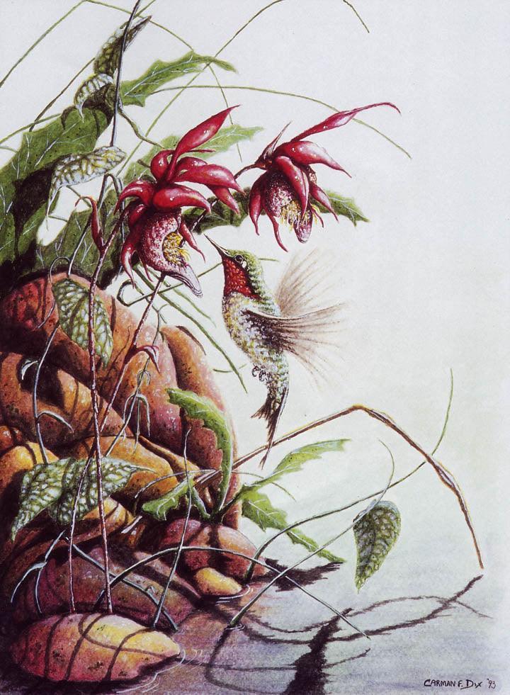 Hummingbird watercolor painting by artist Carm Dix