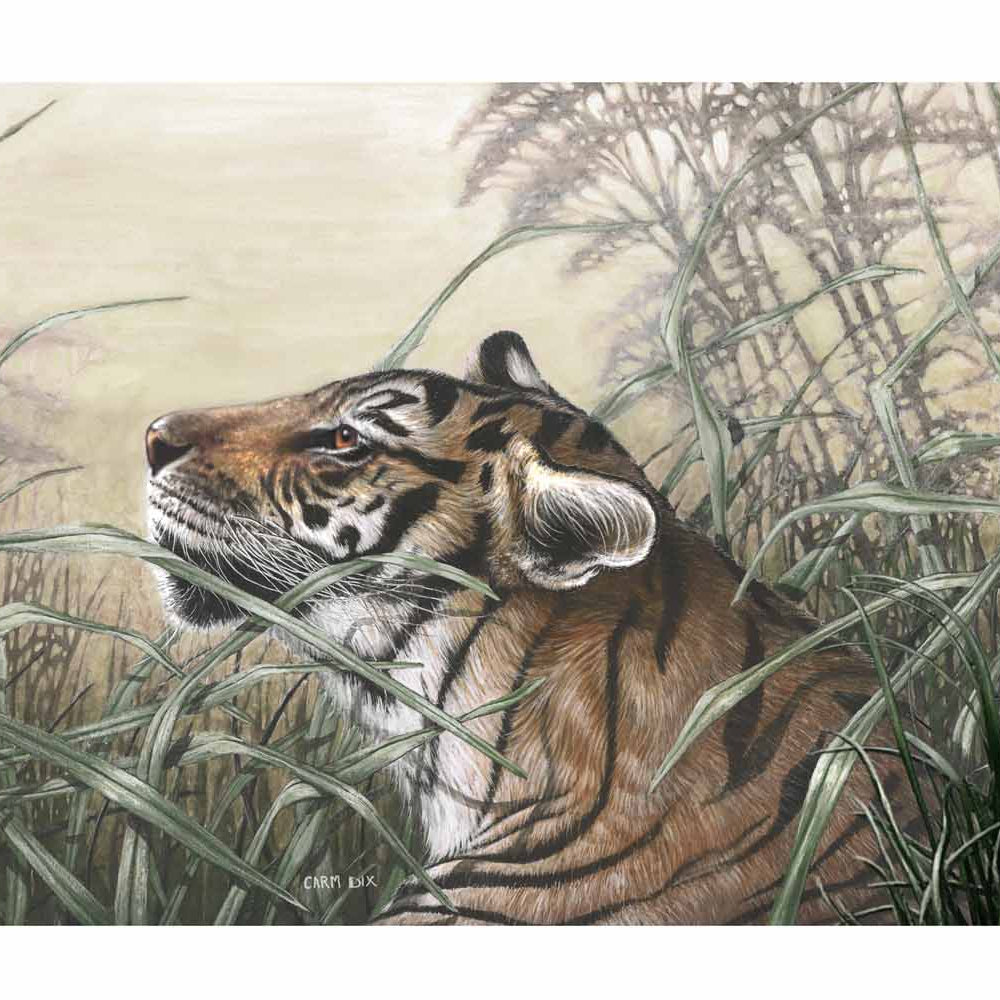 Tiger art print by artist Carm Dix